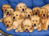 /album/para-os-amantes-de-cachorros/images-2-jpg1/